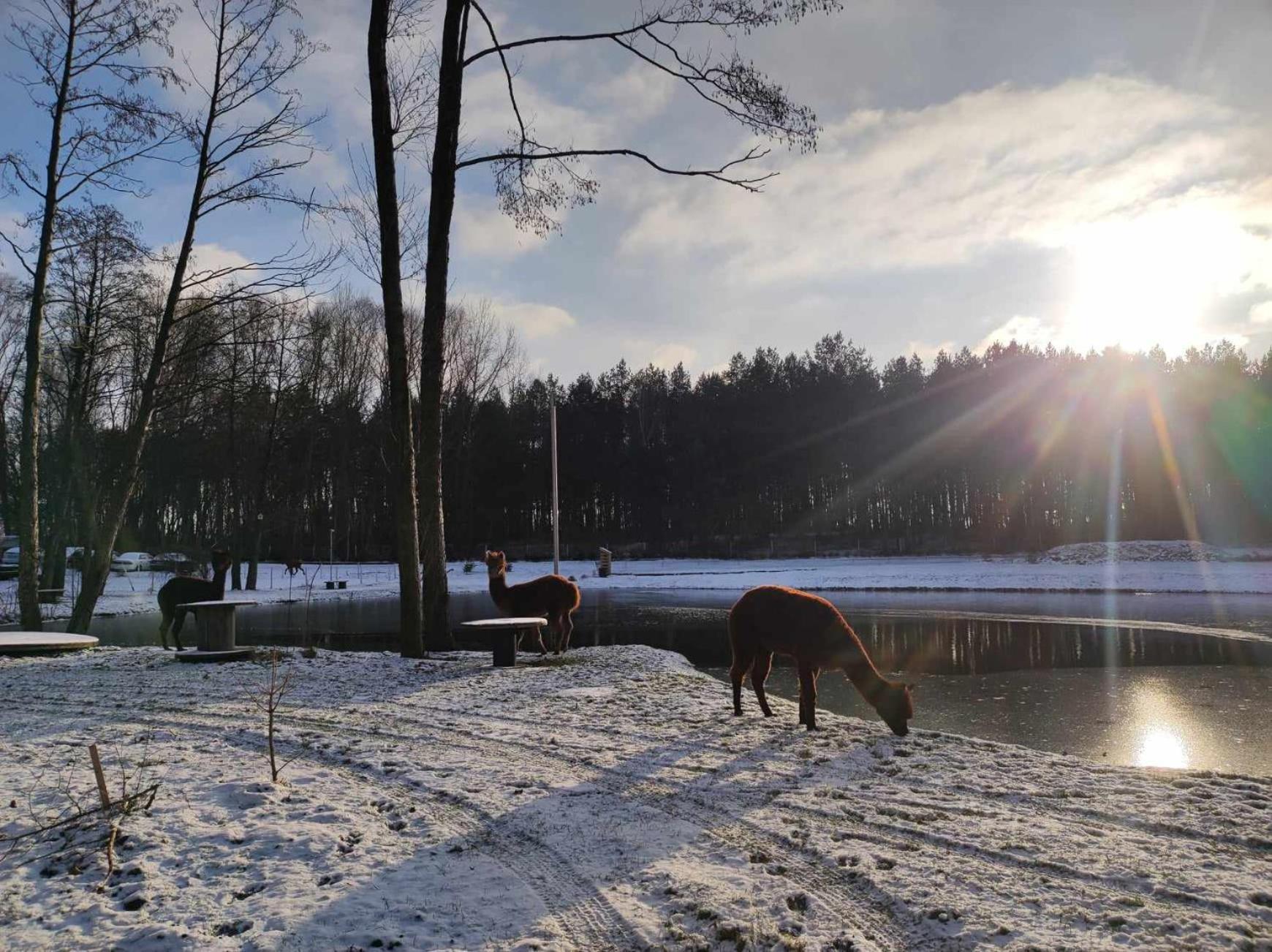Hotel Forglamp Bydgoszcz Esterno foto